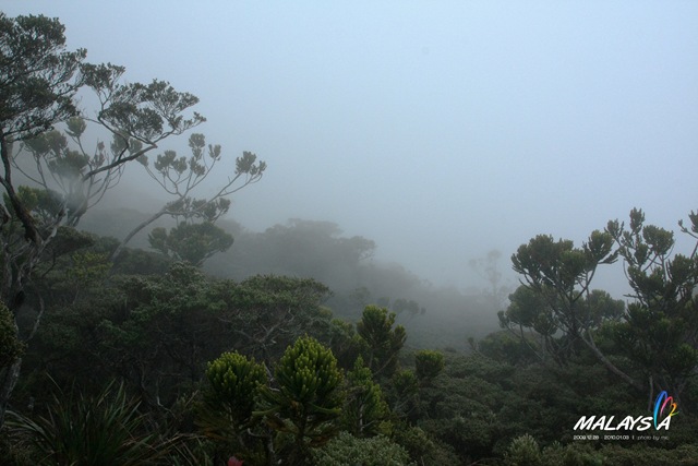 Mount Kinabalu - Rain forest 2