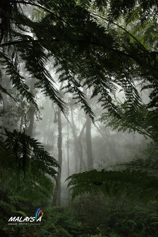 Mount Kinabalu - Rain forest